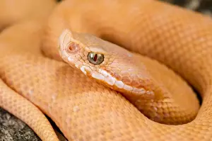 Asp Viper - newborn xanthocroic asp viper - Central Italy