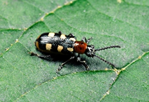 Images Dated 19th October 2004: Asparagus Beetle Adult on leaf Garden pest of Asparagus