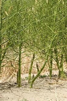 Images Dated 15th June 2006: Asparagus - cultivated - Camargue - France