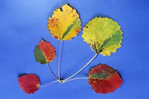 Aspens Prints: Aspen - autumn leaves as decoration, Lower Saxony, Germany