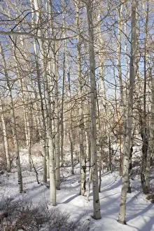 Geological Prints: Aspen Forest (Populus tremuloides) in winter at 2500-3000m in the Sal Mountains National Forest