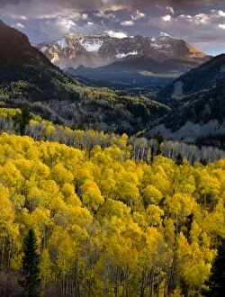 Aspen Forests - in autumn