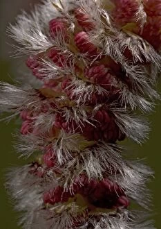 Images Dated 15th March 2005: Aspen, male catkins in spring