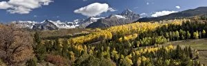 Aspen and Spruce forests - Panorama in autumn