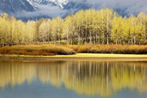 Images Dated 8th August 2011: Aspen stand and reflection in early spring