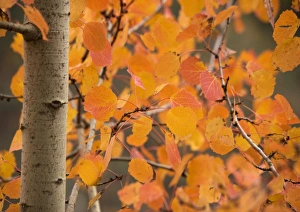 Images Dated 22nd October 2005: Aspen, with stunning red autumn foliage
