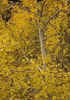 Aspen. With superb autumn colour