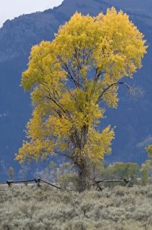 Aspen tree with autumn leaves