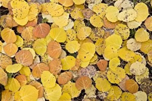 Aspen trees - Fallen Quaking Aspen leaves - with