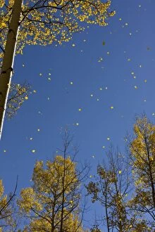 Aspen Trees - leaves falling in autumn (fall)