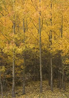 Aspen trees with stunning autumn colour