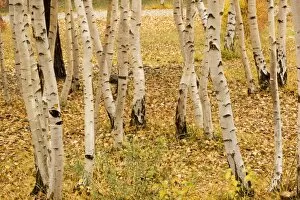 Images Dated 23rd October 2006: Aspen trunks in autumn