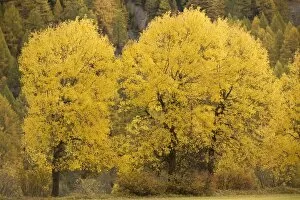 Aspens, in autumn colour
