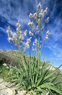 Asphodels Prints: Asphodel