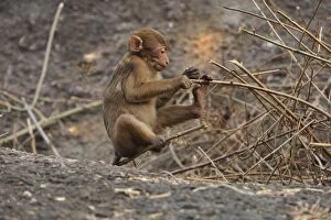 Assam Gallery: Assam Macaque / Assamese Macaque