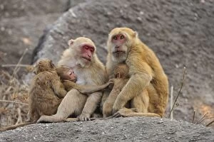 Assam Gallery: Assam Macaque / Assamese Macaque with baby
