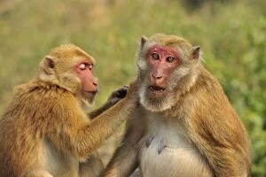 Assam Macaque / Assamese Macaque grooming
