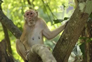 Images Dated 1st November 2006: Assamese Macaque Erawan Nationalpark, Thailand