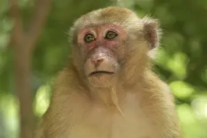 Assamese Macaque Erawan Nationalpark, Thailand