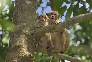Assamese Macaque Erawan Nationalpark, Thailand