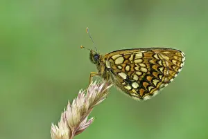 Grasses Prints: Assman's fritillary Underside, resting on grass stem Aggtelek National Park Hungary