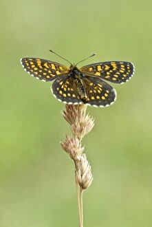 Images Dated 24th June 2008: Assman's fritillary - Upperside, resting on grass seed head