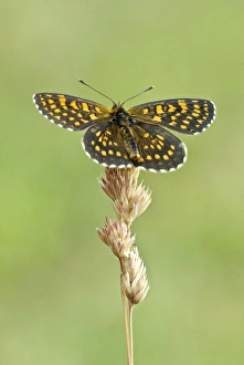 Images Dated 24th June 2008: Assman's fritillary - Upperside, resting on grass seed head