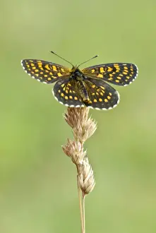 Fritillary Prints: Assman's fritillary Upperside