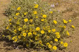 Asteriscus graveolens - Moroccan Sahara Desert, after very wet winter (spring 2009). Morocco