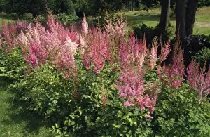Flowerbed Prints: Astilbe Montgomery