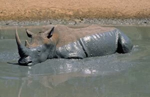 Asw-2789 White Rhino in Mud Hole