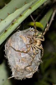ASW-4272 Rain spider - Female guarding recently hatched spiderlings on egg-sac suspended between aloe leaves