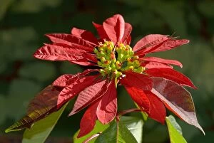 ASW-4471 Poinsettia flower showing flower head supported by large scarlet bracts