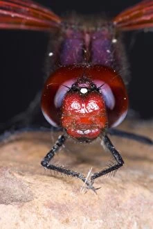 ASW-4676 Red-veined Dropwing dragonfly. Close up of male head