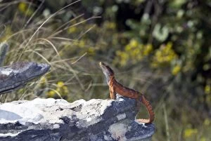 ASW-4689 Cape Crag Lizard