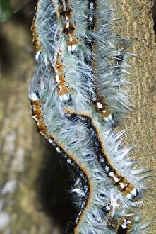 ASW-4723 Lappet / Eggar moth caterpillars congregating on branch whilst moulting