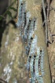 ASW-4724 Lappet / Eggar moth caterpillars congregating on branch whilst moulting
