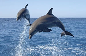 Dorsal Gallery: Atlantic Bottlenose Dolphin (Tursiops truncatus)