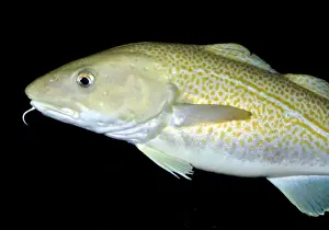 Gadus Morrhua Prints: Atlantic Cod, north Atlantic