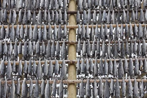Atlantic Cod Gallery: Atlantic Cod - Stockfish on drying flake - Lofoten, Norway
