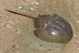Images Dated 31st March 2006: Atlantic Horseshoe Crab - laying eggs Reed's beach, New Jersey, USA