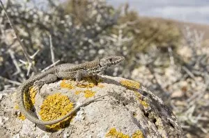 Images Dated 14th January 2009: Atlantic Lizard - young female in habitat - Fuerteventura - Canary Islands