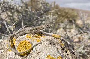 Canary Islands Prints: Atlantic Lizard - young female in habitat - Fuerteventura - Canary Islands