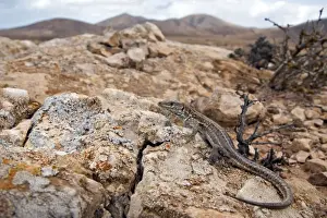 Canarias Prints: Atlantic Lizard - young in habitat - Fuerteventura - Canary Islands