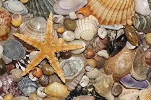 Images Dated 1st March 2009: Atlantic Mixed Shells - and starfish on beach
