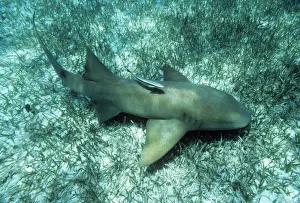 Atlantic Nurse Shark