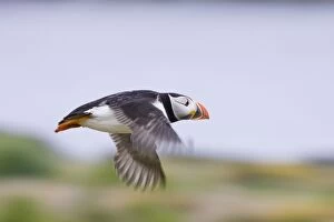 Birding Gallery: Atlantic Puffin - In flight