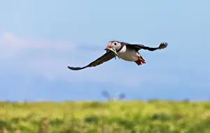 Atlantic Puffin (Fratercula arctica) flying and carrying fish in its beak, Northumberland, UK Date: 12-06-2012