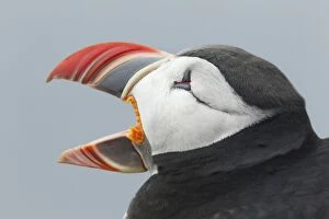 Images Dated 12th June 2014: Atlantic Puffin - head shot with beak open