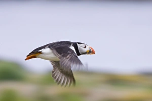 Images Dated 5th June 2006: Atlantic Puffin In-flight Inner Farne Island, Northumberland. England. UK